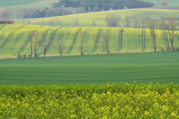 Rural landscape