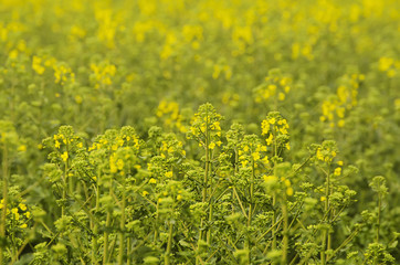 Rapeseed field