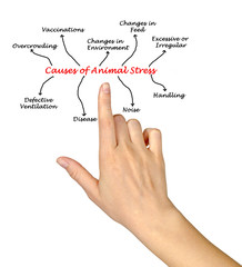 Obraz premium Causes of Animal Stress