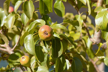 Pear growing on tree in orchard