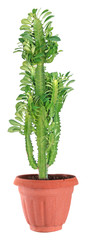 Euphorbia trigona in pot