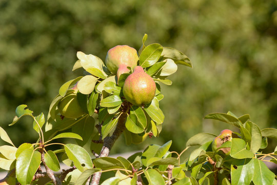 Pear growing on tree in orchard