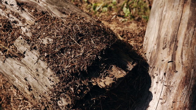 anthill in the forest
