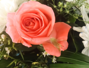 Beautiful roses