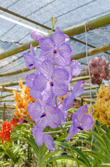 orchid flower