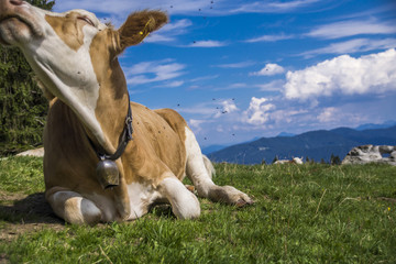 Fototapeta premium Von Fliegen genervte Kuh schüttelt sich