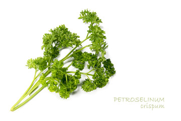 fresh green parsley, Petroselinum crispum, isolated on white