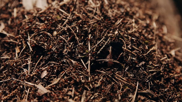 anthill in the forest