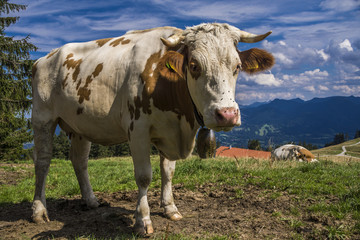 Milchkuh in den Bayerischen Alpen umgarnt von Fliegen