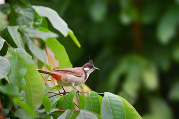Beautiful bird (Red-whiskered Bulbul) perching on beautiful bran