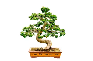 Foto op Plexiglas bonsai boom geïsoleerd © pause08