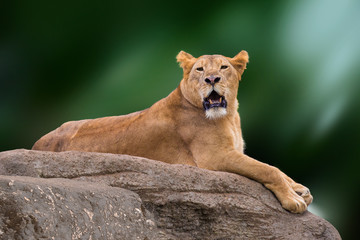 Lioness lying on rock.