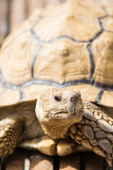 ケヅメリクガメ