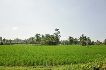 Fototapeta na wymiar rice field inn bali