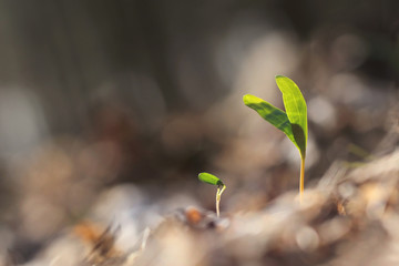 Green sprout growing from seed