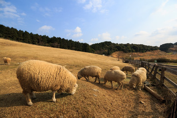 羊のポートレート