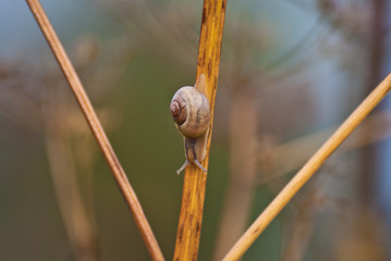 ślimaczek © Mariusz Stoszewski