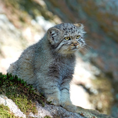 Pallas's cat (Otocolobus manul)