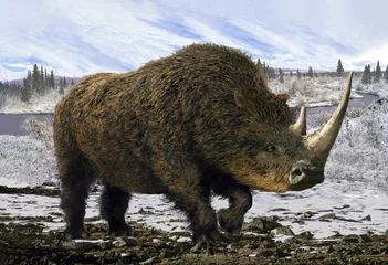 Fotobehang Neushoorn Wolharige neushoorn/Collage vertegenwoordiger van het Pleistoceen - wolharige neushoorn op de achtergrond van de wintertoendra.