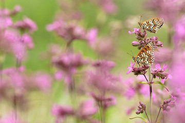 Glanville Fritillary (Melitaea cinxia)