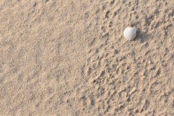 Fototapeta na wymiar Sandy background with shells