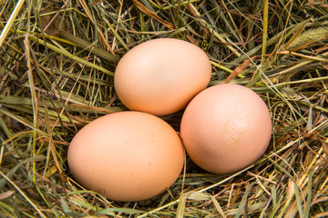 three brown eggs on a bed of hay