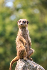 ミーアキャット