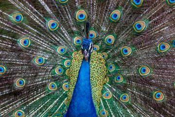 Obraz premium 孔雀のポートレート