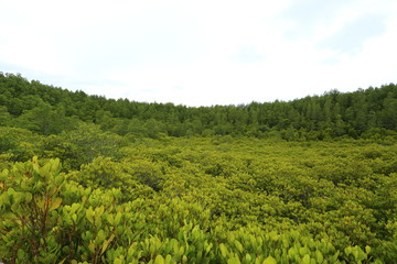 Fototapeta premium Mangrove trees of Prong Thong forest,Thailand