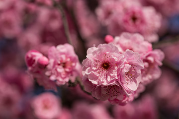 Cherry blossom