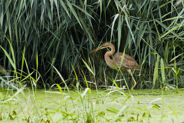 Airono rosso ( Ardea purpurea )