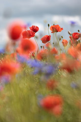 Fototapeta na wymiar Wild flower meadow with poppies and Cornflowers with selective focus on poppy