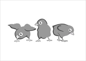 3 chicks