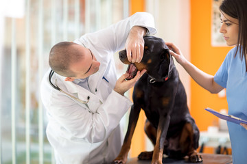 Mouth checkup of Great Done dog in vet clinic