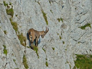 Bouquetin sur falaise