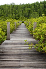 Fototapeta na wymiar Walkway made from wood and mangrove field 