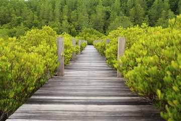 Walkway made from wood and mangrove field 
