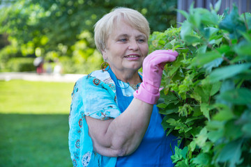 Senior pensioner woman wearing blue apron with gloves 