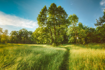 Obraz premium Summer Sunny Forest Trees And Green Grass. Nature Wood Sunlight 