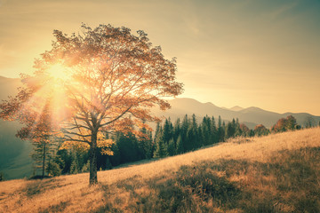 Fototapeta na wymiar Autumn tree and sunbeam warm day landscape toned in vintage