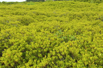 Mangrove trees of Prong Thong forest,Thailand