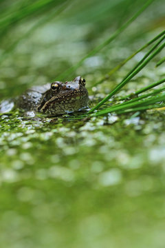 frog in marsh amongst duckweed 