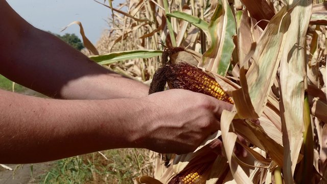 Farmer opens the ear of corn