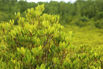Mangrove trees of Prong Thong forest,Thailand