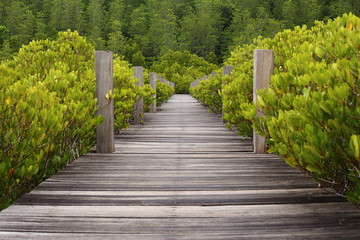 Walkway made from wood and mangrove field 