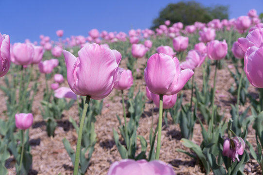 Many pink tulips over blue sky in osaka park.