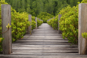 Walkway made from wood and mangrove field 