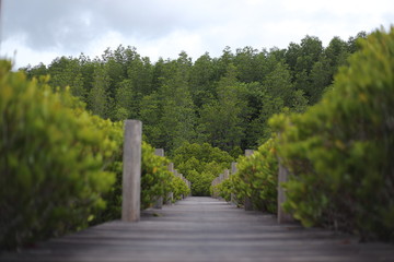 Walkway made from wood and mangrove field 