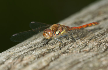 Common Darter, Dragonfly