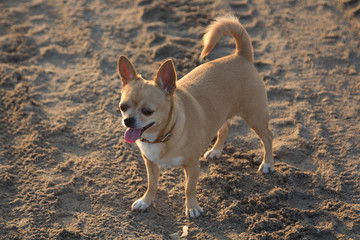 small chihuahua walking on the beach